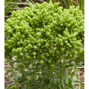 Флокс Phlox Green Lion Флокс Phlox Green Lion
